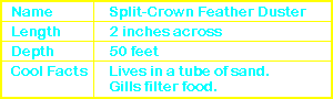Split-Crown Feather Duster Info