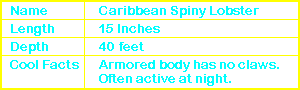 Caribbean Spiny Lobster Info