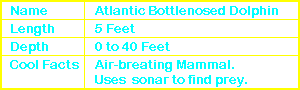 Bottlenosed Dolphin Info