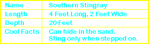 Southern Stingray Info