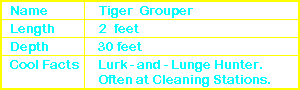 Tiger Grouper Info