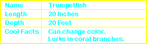 Trumpetfish Info