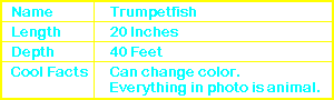 Trumpetfish Info