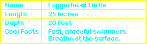 Loggerhead Turtle Info