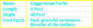 Loggerhead Turtle Info