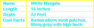 White Margate Info