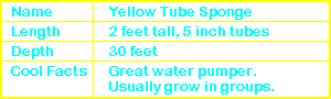 Yellow Tube Sponge Info