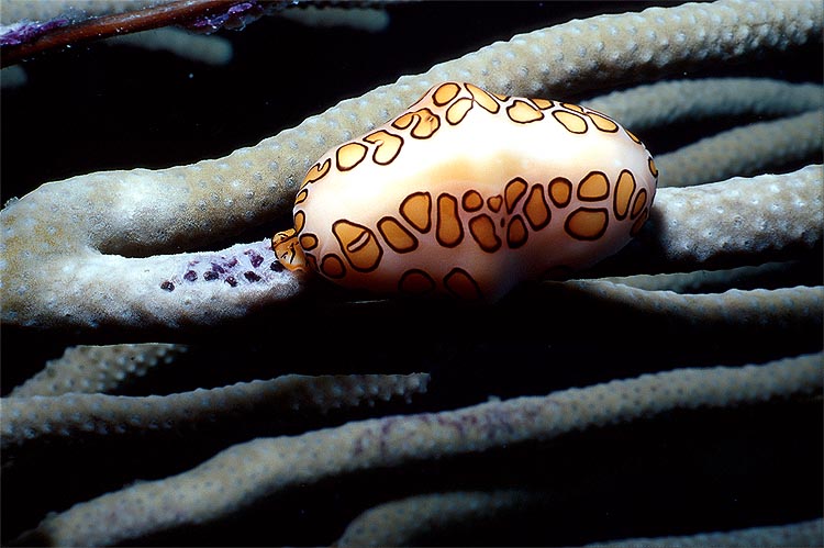 Flamingo Tongue Snail