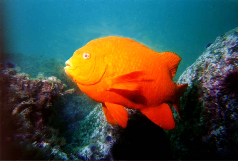 Garibaldi