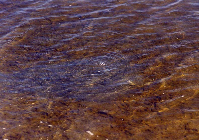 A Geoduck blows bubbles.