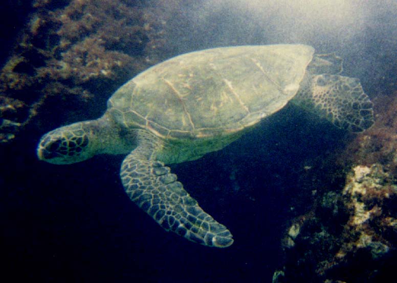 Green Turtle