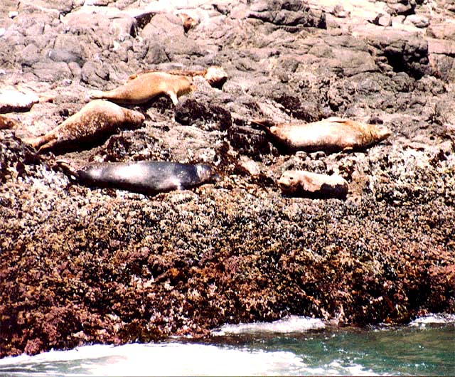 Harbor Seals