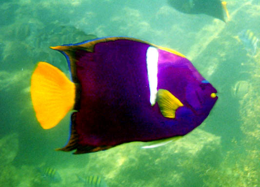 King Angelfish