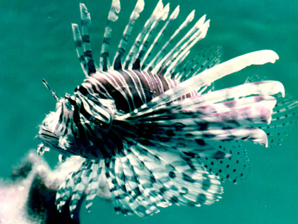 Lionfish