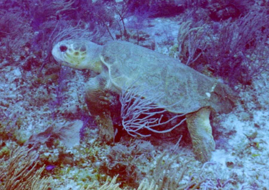 Loggerhead Turtle