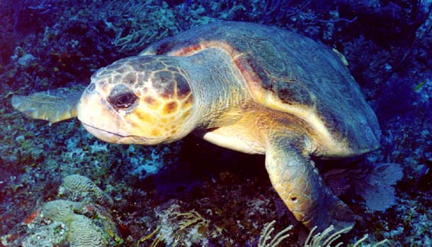 Loggerhead Turtle