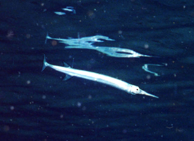 Needlefish