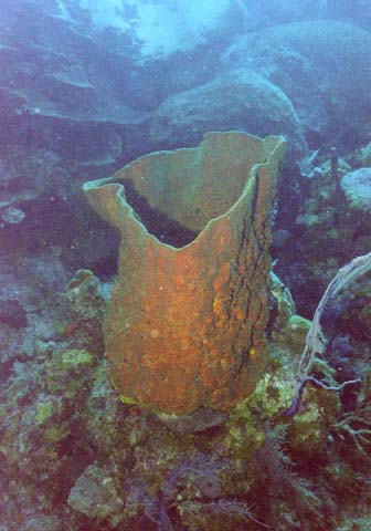 Orange Barrel Sponge