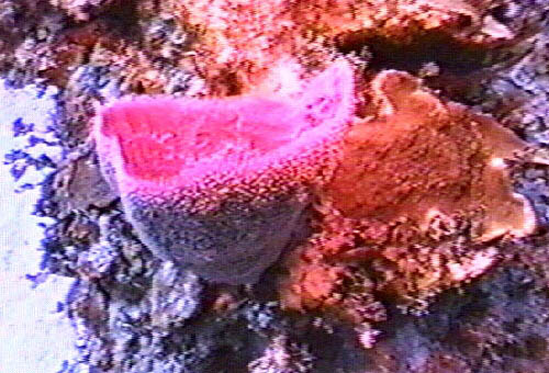 Pink Vase Sponge