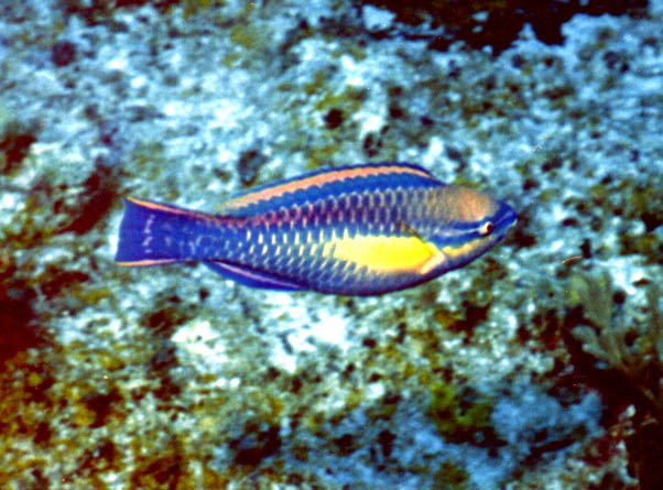 Princess Parrotfish