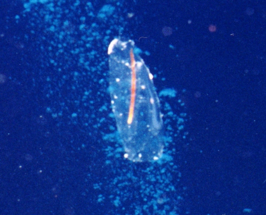 Pelagic Tunicate