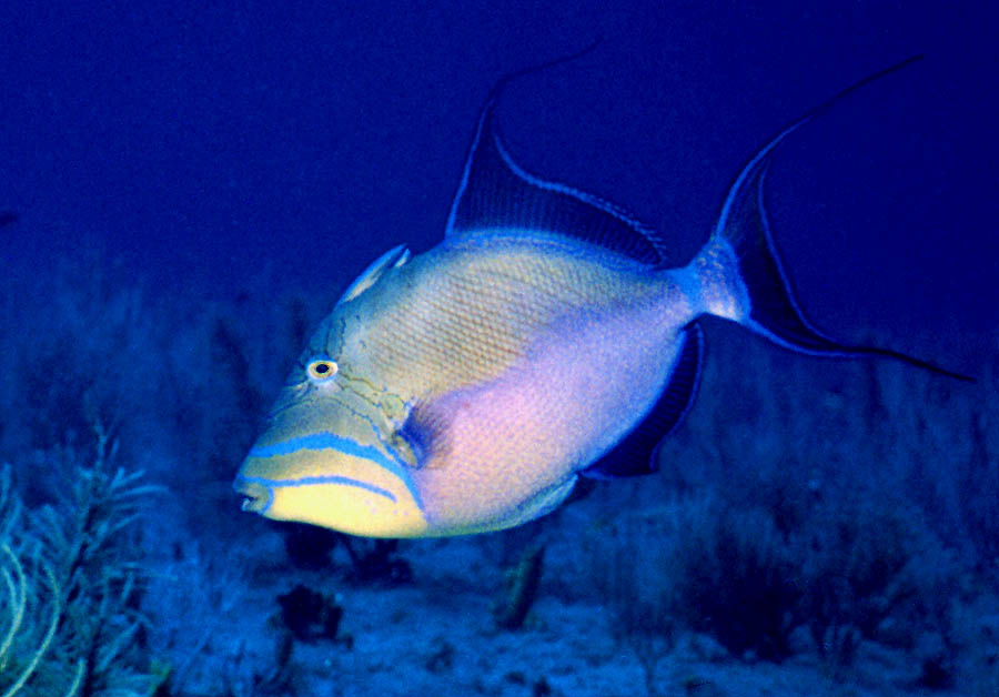 Queen Triggerfish