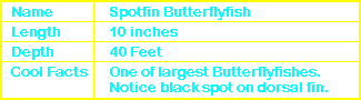 Spotfin Butterflyfish Info