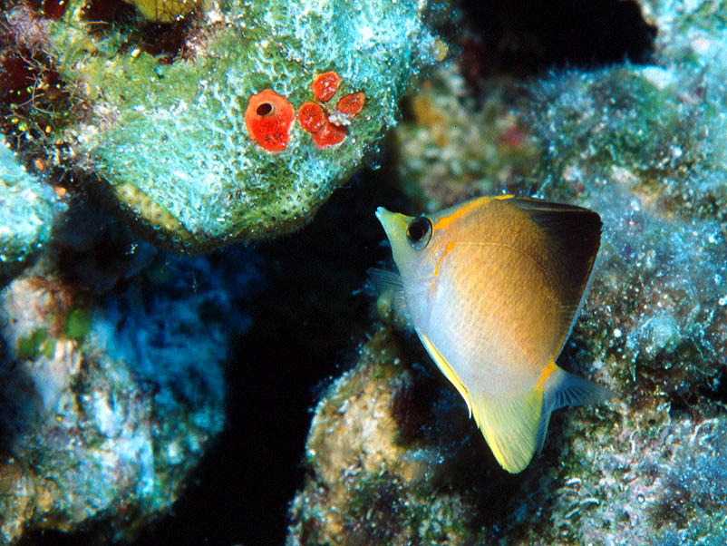 Longsnout Butterflyfish