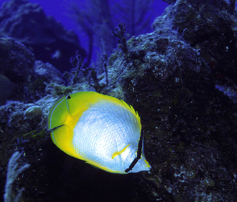 Spotfin Butterflyfish