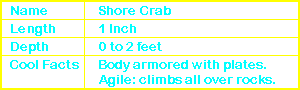 Shore Crab