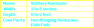 Solitary Anemone Info