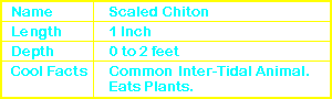 Scaled Chiton Info