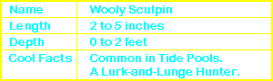Wooly Sculpin Info