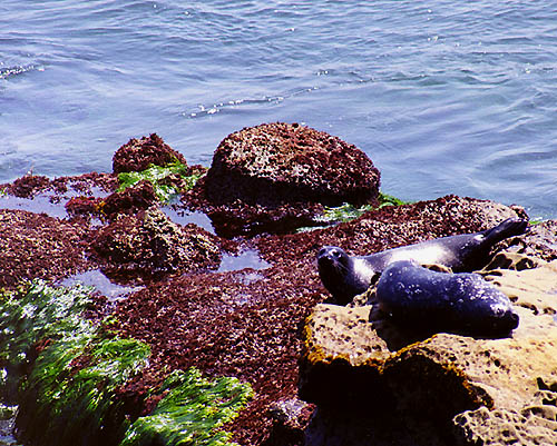 Harbor Seals near La Jolla Cove