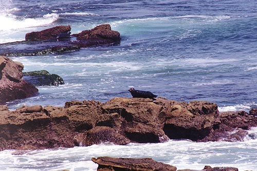 Harbor Seal near La Jolla Cove