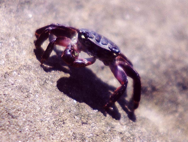 Shore Crab Eating