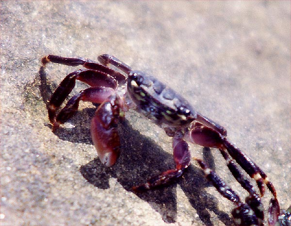 Shore Crab