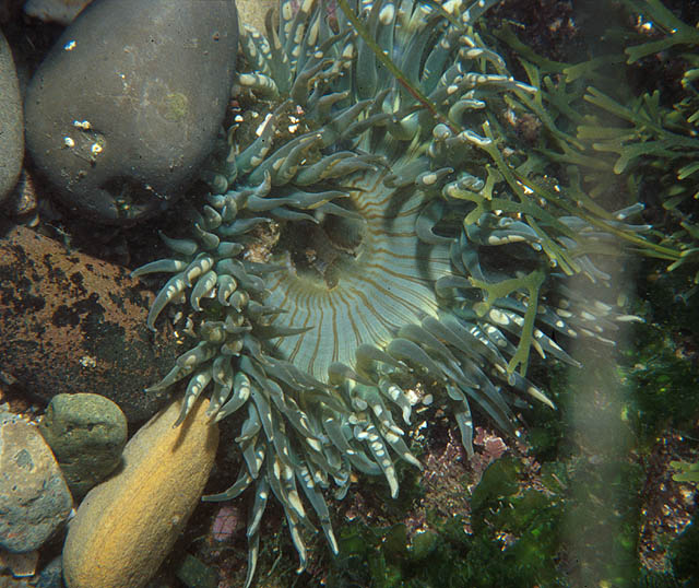 Solitary Anemone