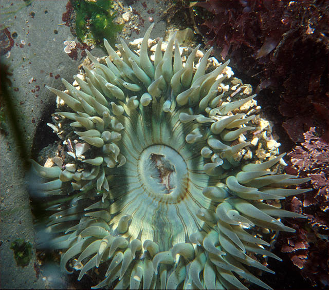 Solitary Anemone