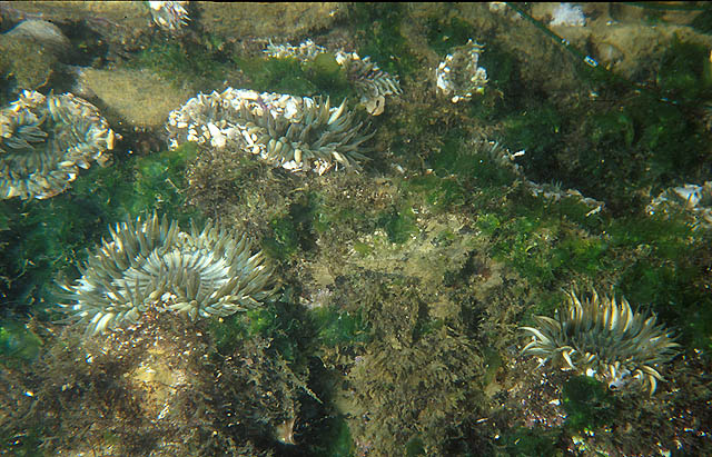 Solitary Anemones near the surface