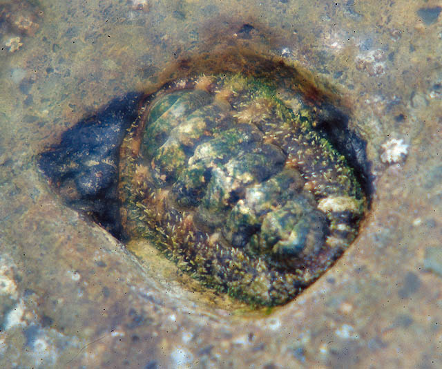 Scaled Chiton