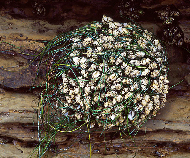 Goose-Necked Barnacles