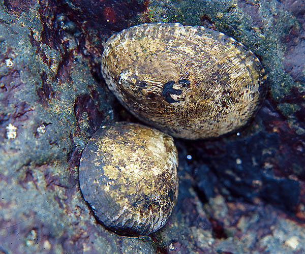 Owl Limpets above the Low Tide