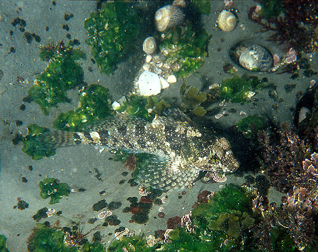 Wooly Sculpin