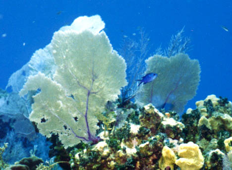 Sea Fan and Blue Chromis