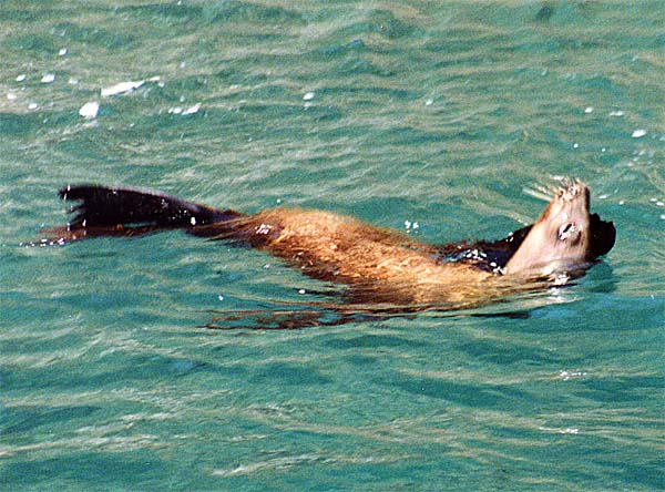 California Sea Lion