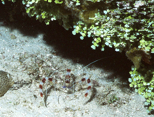 Banded Coral Shrimp