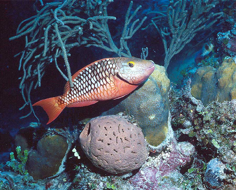 Female Stoplight Parrotfish