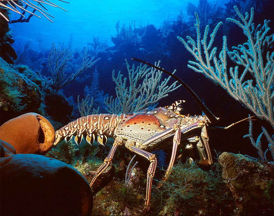 Caribbean Spiny Lobster