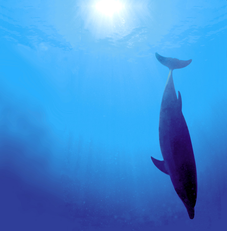 Atlantic Bottlenosed Dolphin near Cayman Brac